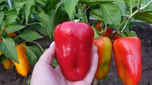 Перец сладкий ЛИДЕР-34 F1.Обзор сортов ПЕРЦЕВ!