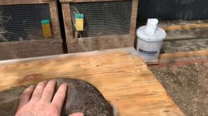 Миксоматоз у кроликов, вакцинация кроликов