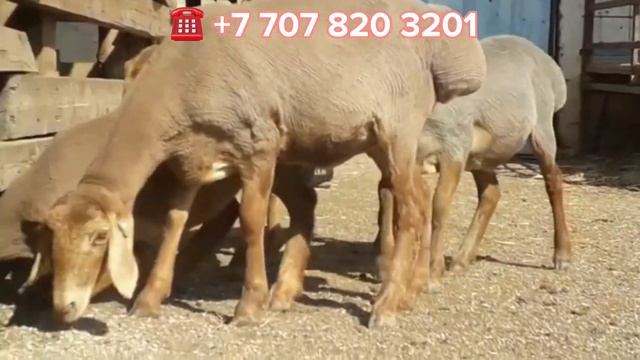 4бас мартовский қызыл ұрғашы қозылар,75000тг,Ордабасы ауданы,Бадам ауылы, +7 707 820 3201