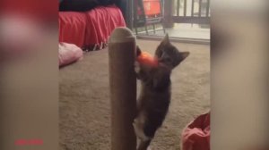 Самые смешные видео о кошках и собаках, Ржачь, смотреть всем