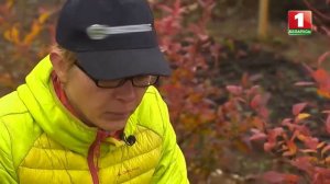 Клецкий питомник в ТВ передаче Дача о клюкве крупноплодной