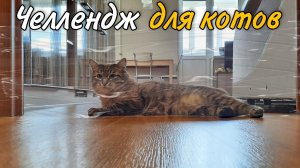 Челлендж Для Котов | Невидимая стена