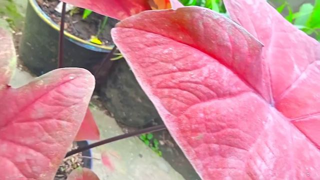 @javalandscape Caladium Hybrid Maroon смотреть онлайн