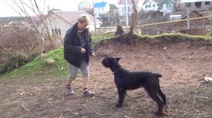 АББИ. Особенности дрессировки ризеншнауцера