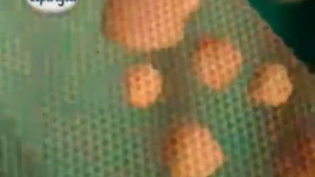 Причуда Вафли смотреть онлайн