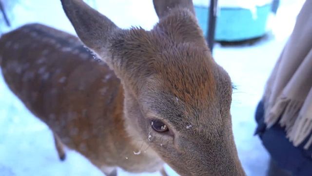 Лама, олени и верблюды: гостевая усадьба «Куруктачи» в Бурейском районе смотреть онлайн