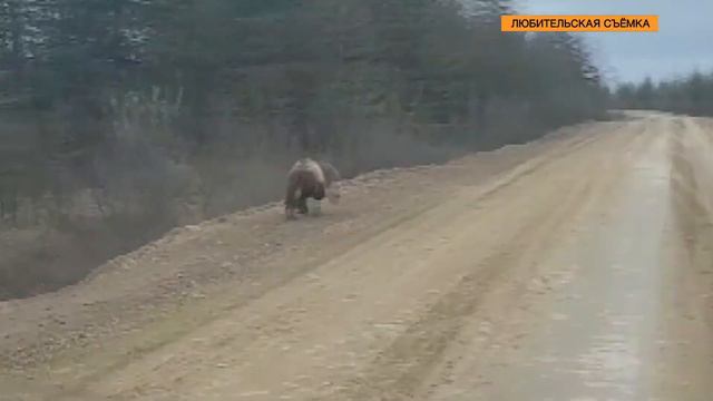 Медведи выходят к людям смотреть онлайн