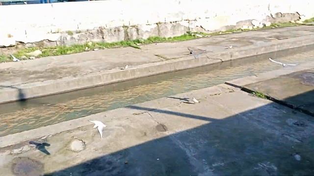 Река Темерник чайки летают и едят пирожок в Ростове-на-Дону 10 Ноября 2023 года смотреть онлайн