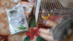 Как правильно ухаживать за хомяками