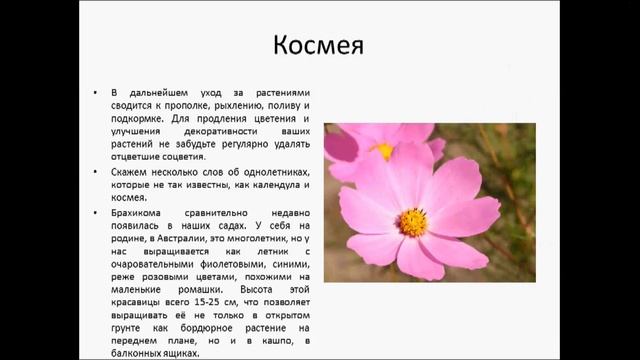 Посев цветов однолетников в открытый грунт