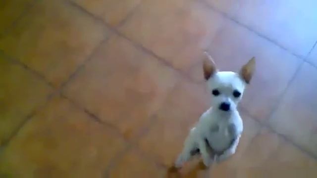 Чихуахуа танцует фламенко) .007 смотреть онлайн