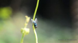 Blow fly || Calliphoridae || Macro filter ||