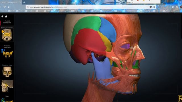 Anatomy learning tutorial inglés смотреть онлайн