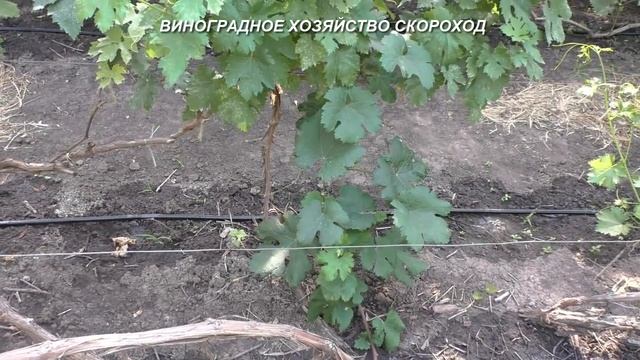 Почему не растут прививки винограда и как с этим бороться смотреть онлайн