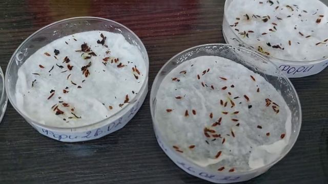 Рододендроны Фори и Форчуна.Рассаживаю ,пикирую.🌱🌱🌱🌱🌱