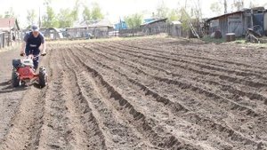 Нарезка борозд мотоблоком МТЗ для посадки картофеля