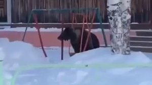 В Томской области медведь захотел покататься на качелях