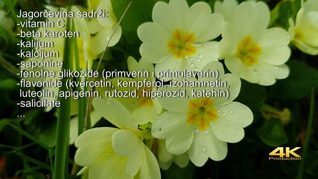 Obična Jagorčevina - Ljekovita svojstva | Common Primrose - Medicinal properties (Primula vulgaris) смотреть онлайн