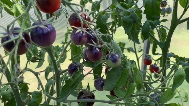 5 октября Черри томаты в почёте у мамы / Пробую все на вкус / Минская область смотреть онлайн