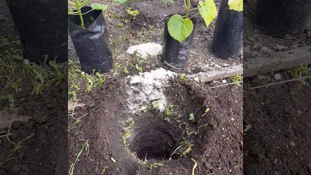 Посадка Павловнии в грунт 12 мая 2022 год #павловния #paulownia #pavlovniya смотреть онлайн