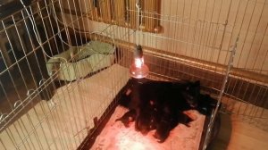Шипперке овчарка с щенками, обустройство места после родов