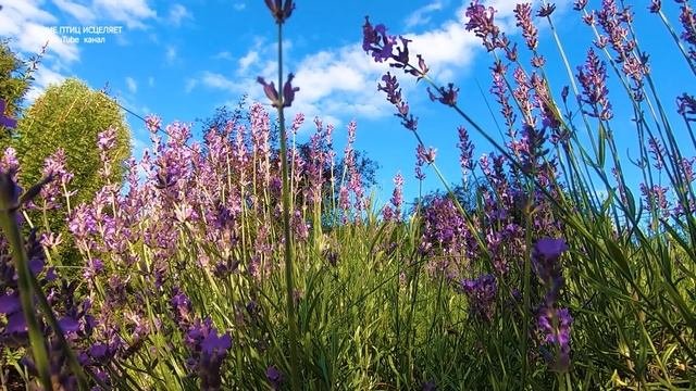 ПОЮЩИЕ ЛЕСНЫЕ ПТИЦЫ И ЦВЕТУЩАЯ ЛАВАНДА СОЗДАДУТ ГАРМОНИЮ И ПОКОЙ В ДУШЕ.ИСЦЕЛЕНИЕ НЕРВНОЙ СИСТЕМЫ