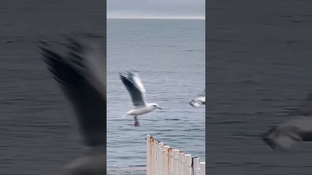 Вечно голодные Чайки Черноморские Чайки