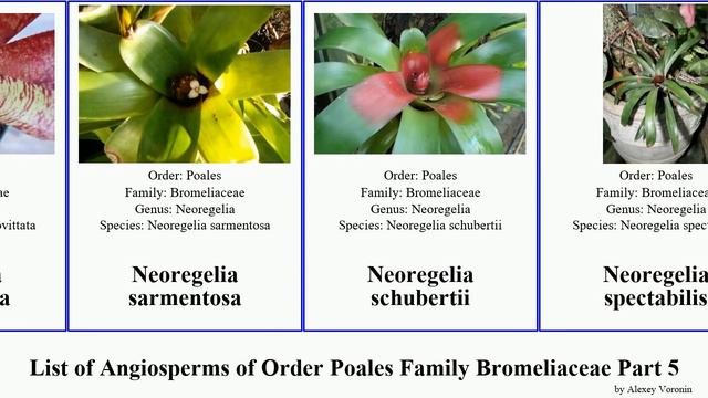 List of Angiosperms of Order Poales Family Bromeliaceae Part 5 neoregelia orthophytum nidularium смотреть онлайн