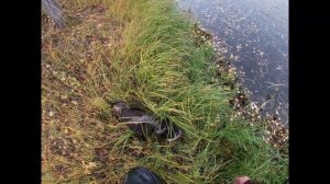 Охота на уток с подхода осень 2020. Русский спаниель (1). Duck Hunting with Russian Spaniel