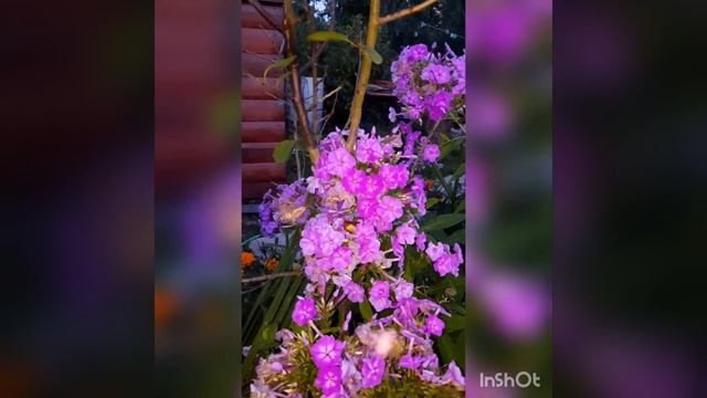 У ночного мотылька крылья как у самолётика смотреть онлайн