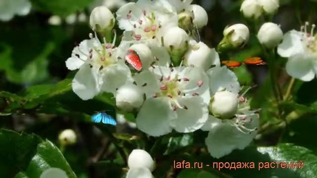 Боярышник обыкновенный (crataegus leavigata) ? боярышник обзор: как сажать саженцы боярышника