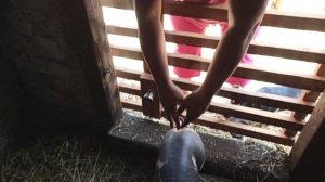 Купили хряка. Продажа поросят на рынке 12 сентября 2021 г.