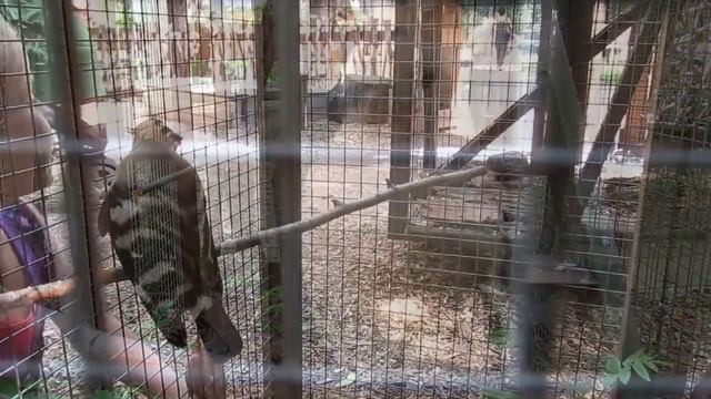 Красивые птицы. Удод. Hoopoe. смотреть онлайн