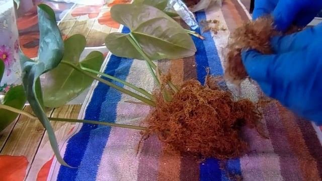 Антуриум. Лечим фузариозное увядание. Результат.
