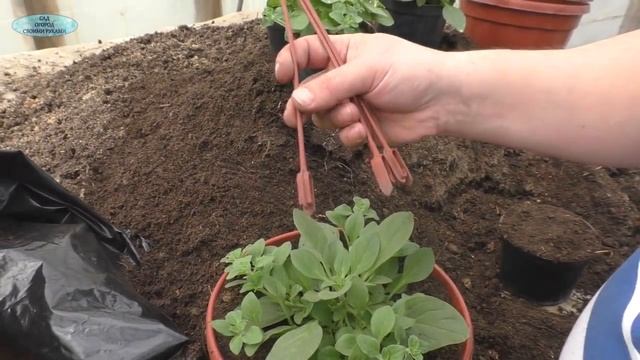 Выращиваете ампельную петунию? Обязательно сделайте с ней это! смотреть онлайн