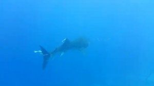 Акула в Шарм-эль-Шейхе 4 октября 2018 риф отеля Султан Гарден