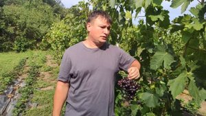 Ультра ранний сорт винограда советую