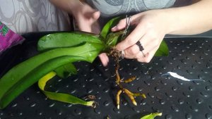 Как реанимировать орхидею. Как делаю я