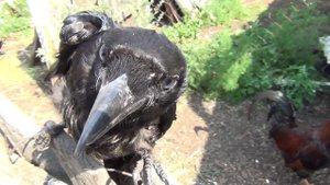 Петух против вороны. Rooster against the Raven. "Quantium vs SergeyVoronChess"