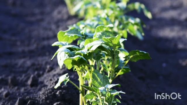 Горчица белая