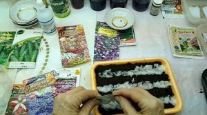 Посев лобелии и алиссума на рассаду на снег...