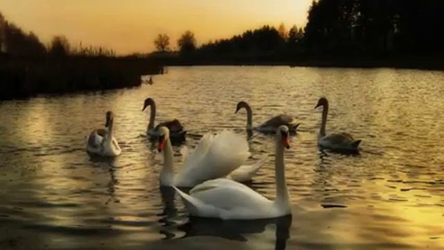 НЕРАЗДЕЛЁННАЯ ЛЮБОВЬ стихи, видео Людмилы Казачок смотреть онлайн