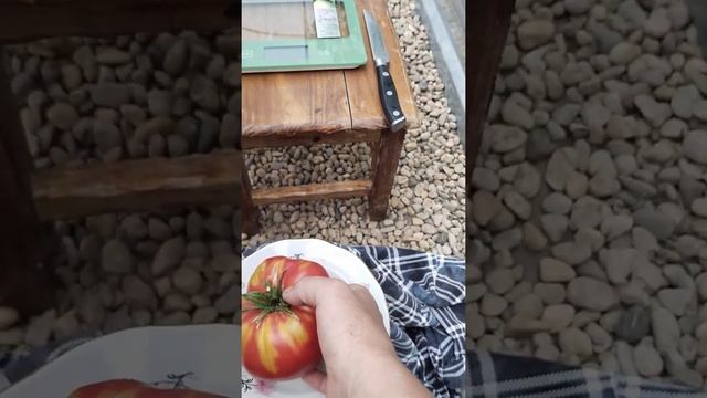 Подробный обзор томата Вельможа