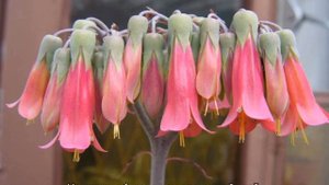 Каланхоэ Дегремона «daigremontiana» — как цветет