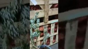 Пихта корейская Сильберлок