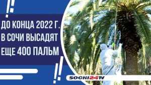 В Сочи пальмы обрабатывают от вредителей.mp4