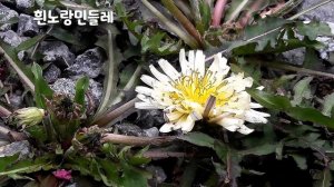 [46편 민들레] 유방종양 유선염 젖몸살에 특효인 민들레,세상에 첫선을 보이는 야생화이야기 46편 민들레