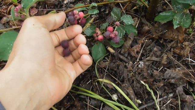 Ірга канадійська Слейт, Тіссен, Смокі (Sleyt, Tiessen, Smoкey). Дегустація