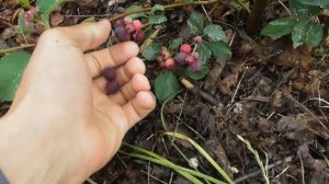 Ірга канадійська Слейт, Тіссен, Смокі (Sleyt, Tiessen, Smoкey). Дегустація