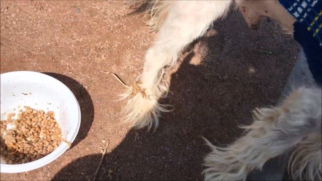 Кто съел больше всех каши гречневой с тушенкой на субботнике в Строгине смотреть онлайн